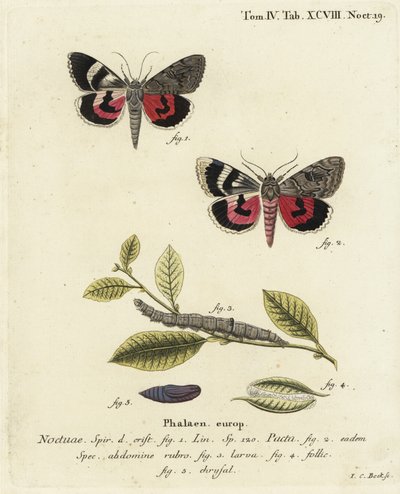 Catocala pacta mot. Handgekleurde kopergravure door Johann Carl Bock door Johann Carl Bock
