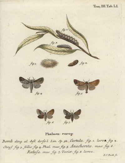 Chocoladepuntmotten door Johann Carl Bock