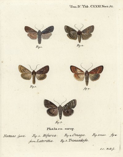 Conformist, Lithophane furcifera, dubbele pijl, Graphiphora augur, zeldzame bruin, Apamea lateritia, en zilveren bogen, Polia hepatica door Johann Carl Bock