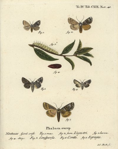 Kroonmot, Craniophora ligustri, gemarmerde kroon, Hadena confusa, gevarieerde kroon, Hadena compta, en groene bogen, Anaplectoides prasina. Handgekleurde kopergravure door Johann Carl Bock naar Eugenius Johann Christoph Esper