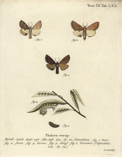 Kokarde prominent, Ptilodon capucinus door Johann Carl Bock