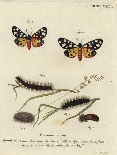 Cream-spot tijgermot, Epicallia villica door Johann Carl Bock