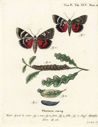 Donker karmozijnrode ondervleugel, Catocala sponsa. Handgekleurde kopergravure door Johann Carl Bock naar Eugenius Johann Christoph Esper