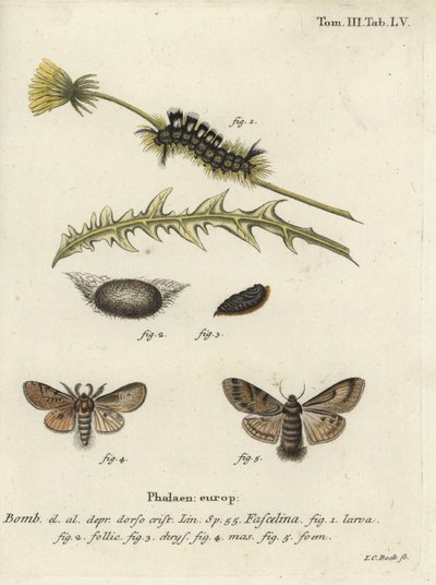 Donkere borstelmot, Dicallomera fascelina door Johann Carl Bock