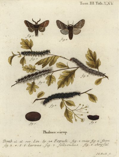 Decembermot, Poecilocampa populi door Johann Carl Bock