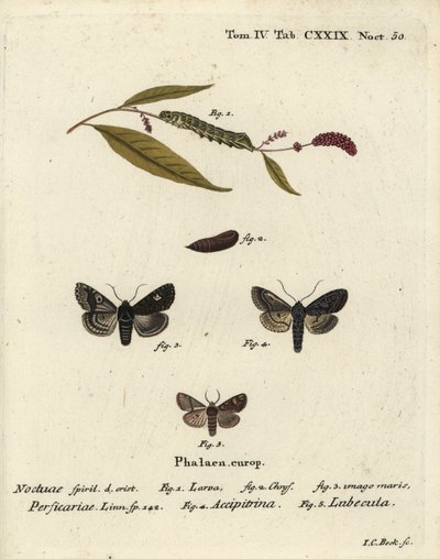 Dot, Melanchra persicariae 1-4, en Dryobota labecula 5. Handgekleurde kopergravure door Johann Carl Bock naar Eugenius Johann Christoph Esper