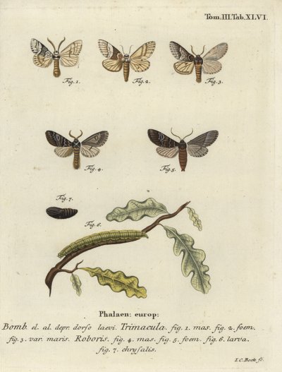 Drymonia dodonaea mot door Johann Carl Bock