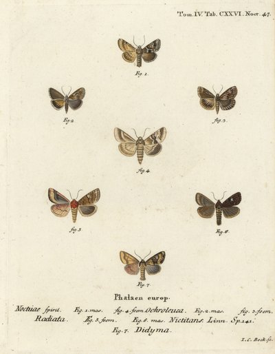 Donkere sallow, Eremobia ochroleuca 1,4, Cynaeda dentalis 2,3, oormot, Amphipoea oculea 5,6, en gewone rustieke, Mesapamea secalis 7. Handgekleurde kopergravure door Johann Carl Bock door Johann Carl Bock