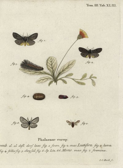 Epatolmis caesarea en Penthophera morio motten door Johann Carl Bock