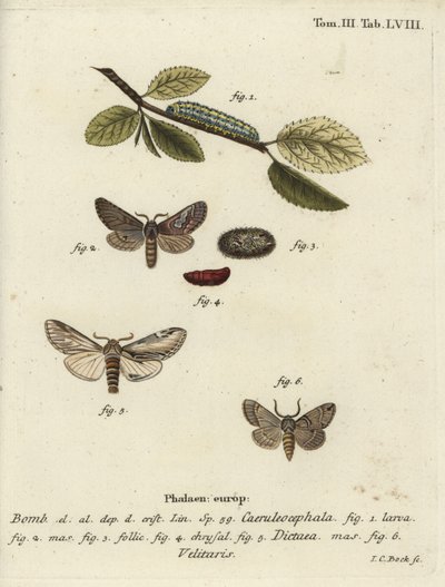 Figuur van acht, zwaluw prominent en Drymonia velitaris mot door Johann Carl Bock