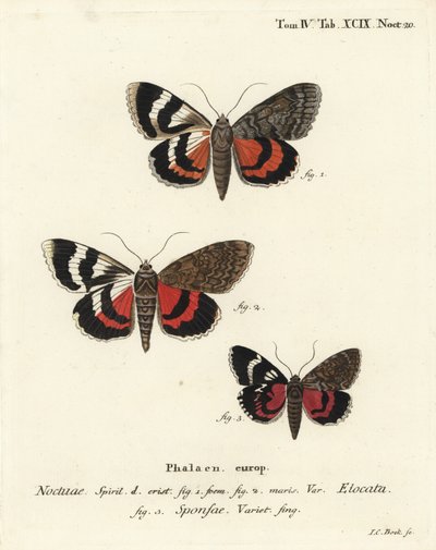 Franse rode ondervleugel, Catocala elocata 1,2, en donkere karmozijnrode ondervleugel variëteit, Catocala sponsa 3. Handgekleurde kopergravure door Johann Carl Bock door Johann Carl Bock