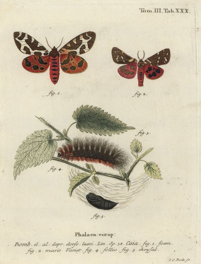 Tuiniertijgermot of grote tijgermot, Arctia caja door Johann Carl Bock