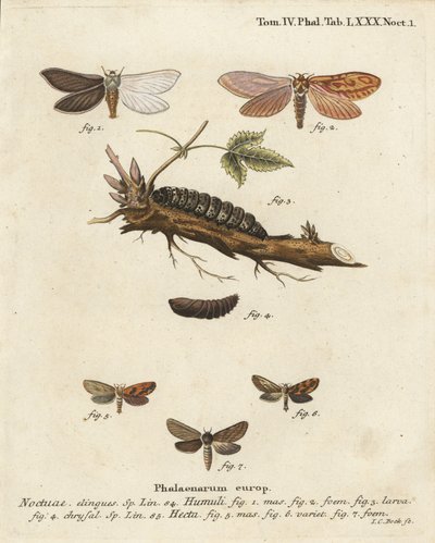 Spookmot, Hepialus humuli 1-4, en gouden snelle, Phymatopus hecta 5-7. Handgekleurde kopergravure door Johann Carl Bock naar Eugenius Johann Christoph Esper