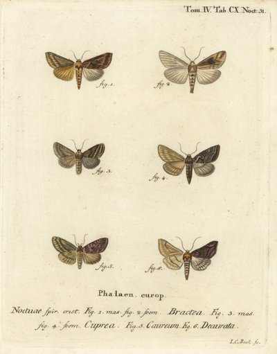 Gouden spangle, Autographa bractea 1,2, Euchalcia modestoides 3,4, Lamprotes c-aureum 5 en Panchrysia deaurata 6. Handgekleurde kopergravure door Johann Carl Bock door Johann Carl Bock