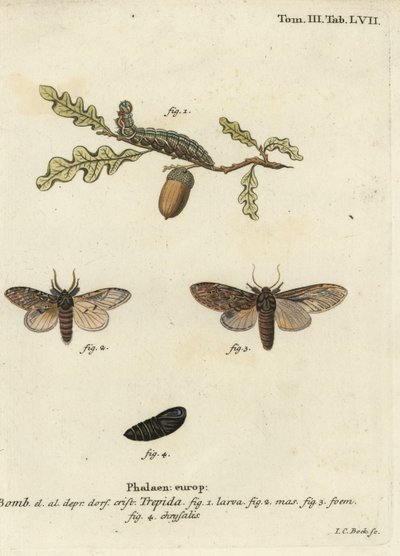Grote prominente, Peridea anceps door Johann Carl Bock