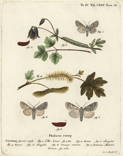 Grijze chi, Antitype chi en esdoornmot, Acronicta aceris. Handgekleurde kopergravure door Johann Carl Bock naar Eugenius Johann Christoph Esper