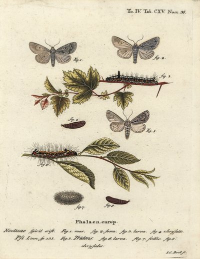 Grijze dolk, Acronicta psi 1-4, en donkere dolk, Acronicta tridens 5-8. Handgekleurde kopergravure door Johann Carl Bock naar Eugenius Johann Christoph Esper