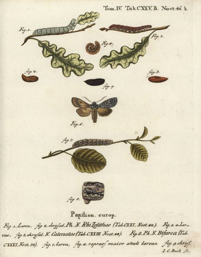 Grijze schouderknoop, Lithophane ornitopus 1,2, gefronste kastanje, Agrochola helvola 3-5, conformist, Lithophane furcifera 6-9. Handgekleurde kopergravure door Johann Carl Bock naar Eugenius Johann Christoph Esper