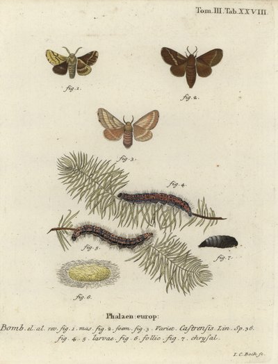 Grondlacker mot, Malacosoma castrense door Johann Carl Bock