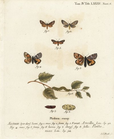 Dienstmeid mot, Dysauxes ancilla 1-3, en oranje ondervleugel, Archiearis parthenias 4-8. Handgekleurde kopergravure door Johann Carl Bock door Johann Carl Bock