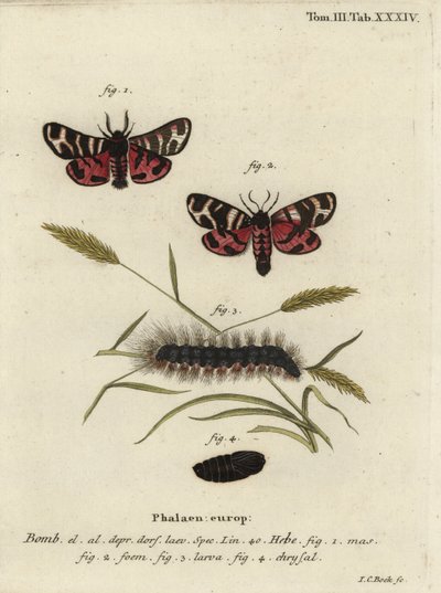 Hebe tijgermot, Arctia festiva door Johann Carl Bock