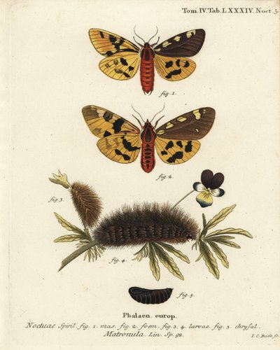Grote tijgervlinder, mannetje en vrouwtje, Pericallia matronula. Handgekleurde kopergravure door Johann Carl Bock naar Eugenius Johann Christoph Esper