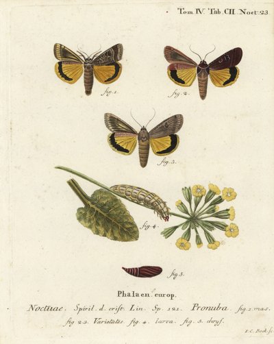 Grote gele ondervleugel, Noctua pronuba, en variëteiten. Handgekleurde kopergravure door Johann Carl Bock naar Eugenius Johann Christoph Esper