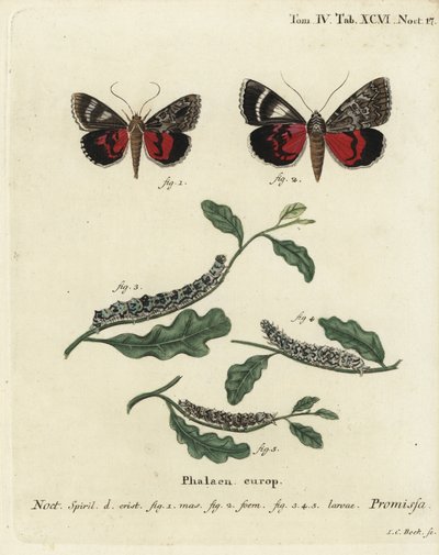 Licht karmozijnrode ondervleugelvlinder, Catocala promissa. Handgekleurde kopergravure door Johann Carl Bock naar Eugenius Johann Christoph Esper