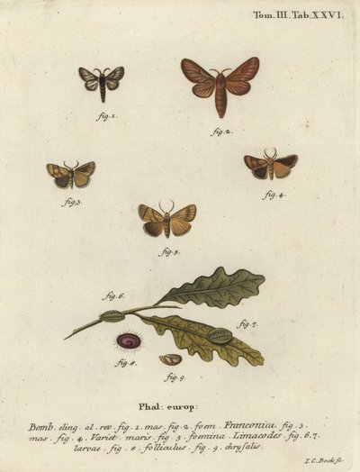Malacosoma franconicum mot en festoen, Apoda limacodes door Johann Carl Bock