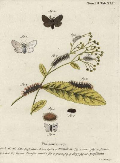 Muslin mot, Diaphora mendica door Johann Carl Bock