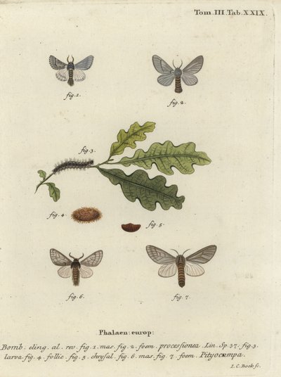 Eikenprocessierups, Thaumetopoea processionea door Johann Carl Bock