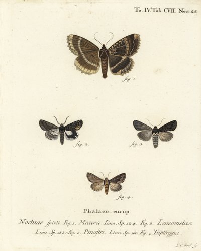 Oude dame of zwarte ondervleugel, Mormo maura 1, oosterse alchemist, Aedia leucomelas 2, en Dypterygia scabriuscula 3,4. Handgekleurde kopergravure door Johann Carl Bock door Johann Carl Bock