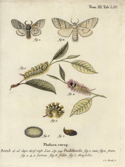 Bleke pluk, Calliteara pudibunda door Johann Carl Bock