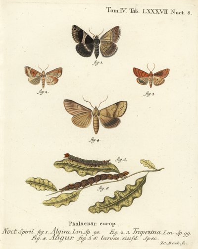 Passagiersmot, Dysgonia algira, dun-bar, Cosmia trapezina, dubbele pijl of waarzegger, Graphiphora augur, larven. Handgekleurde kopergravure door Johann Carl Bock naar Eugenius Johann Christoph Esper