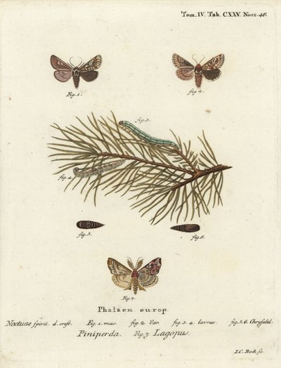 Pijnboom schoonheid, Panolis flammea 1-6, en Latijnse mot, Callopistria juventina 7. Handgekleurde kopergravure door Johann Carl Bock door Johann Carl Bock