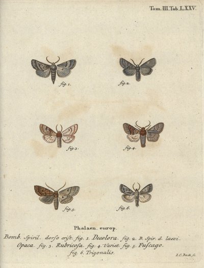 Poederachtige quaker, rode kastanje, baksteenmot, enz. door Johann Carl Bock