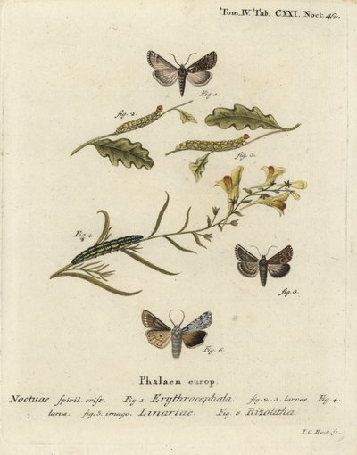 Roodkoperen kastanje, Conistra erythrocephala 1-4, vlasbekje, Calophasia lunula 5 en grijze schouderknoop, Lithophane ornitopus 6. Handgekleurde kopergravure door Johann Carl Bock naar Eugenius Johann Christoph Esper