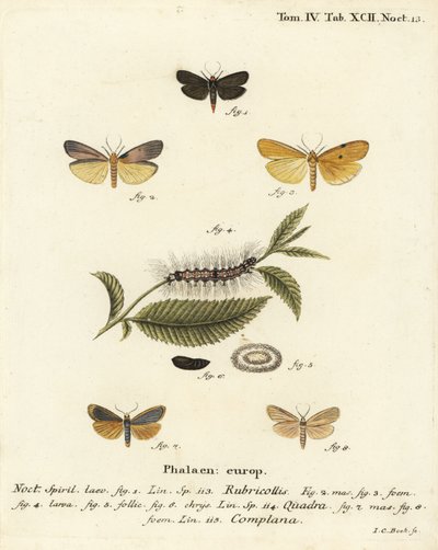 Roodnek voetsoldaat, Atolmis rubricollis 1, viervlek voetsoldaat, Lithosia quadra 2-6, en buff voetsoldaat, Katha depressa 7,9. Handgekleurde kopergravure door Johann Carl Bock naar Eugenius Johann Christoph Esper