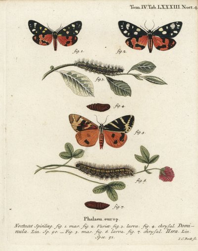 Scharlaken tijgermot, Callimorpha dominula 1-4, en Jersey tijgermot, Euplagia quadripunctaria 5-7. Handgekleurde kopergravure door Johann Carl Bock naar Eugenius Johann Christoph Esper