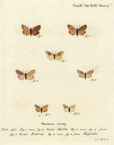 Setina aurita mot, dauwmot, Setina irrorella, en Setina roscida mot. Handgekleurde kopergravure door Johann Carl Bock naar Eugenius Johann Christoph Esper