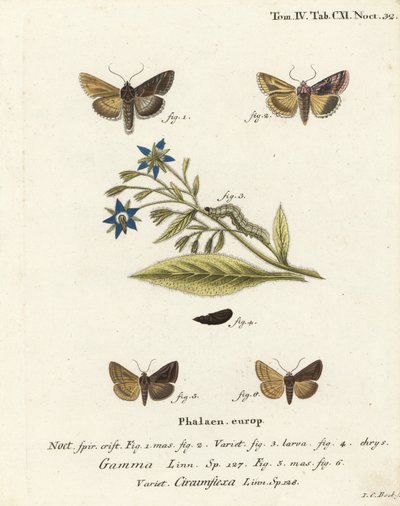 Zilveren Y mot, Autographa gamma 1-4 en Essex Y mot, Cornutiplusia circumflexa 5,6. Handgekleurde kopergravure door Johann Carl Bock door Johann Carl Bock