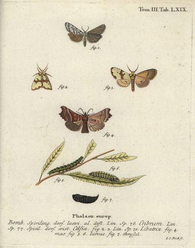 Gevlekte voetsoldaat, Staurophora celsia en herautmot. door Johann Carl Bock