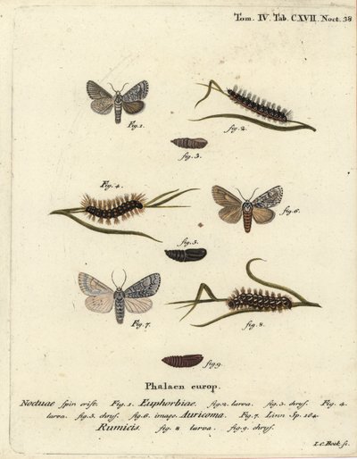 Zoete gale mot, Acronicta euphorbiae 1-5, zeldzame dolk, Acronicta auricoma 6, en knoopgras mot, Acronicta rumicis 7-9. Handgekleurde kopergravure door Johann Carl Bock naar Eugenius Johann Christoph Esper