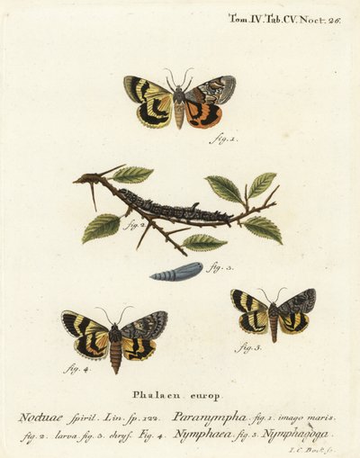 Sweetfern ondervleugel, Catocala antinympha, Catocala nymphaea, en eiken gele ondervleugel, Catocala nymphagoga. Handgekleurde kopergravure door Johann Carl Bock naar Eugenius Johann Christoph Esper