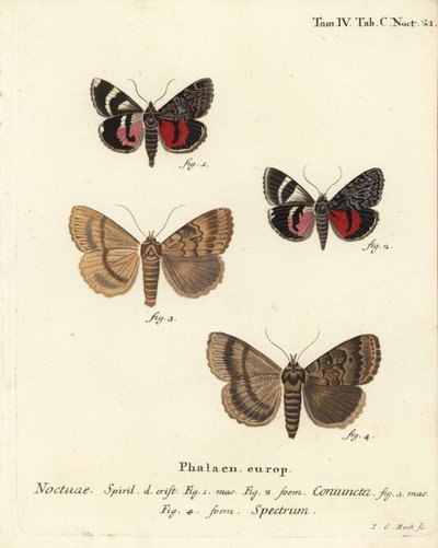 Ondervleugel mot, Catocala coniuncta 1,2, en Apopestes spectrum 3,4. Handgekleurde kopergravure door Johann Carl Bock door Johann Carl Bock
