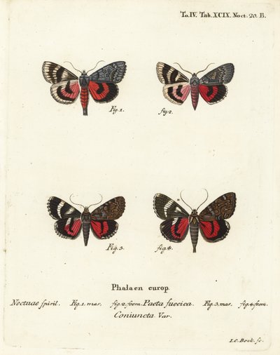 Onderwing motten, Catocala pacta en Catocala coniuncta. Handgekleurde kopergravure door Johann Carl Bock naar Eugenius Johann Christoph Esper