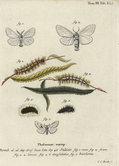 Witte satijn en witte prominente motten door Johann Carl Bock