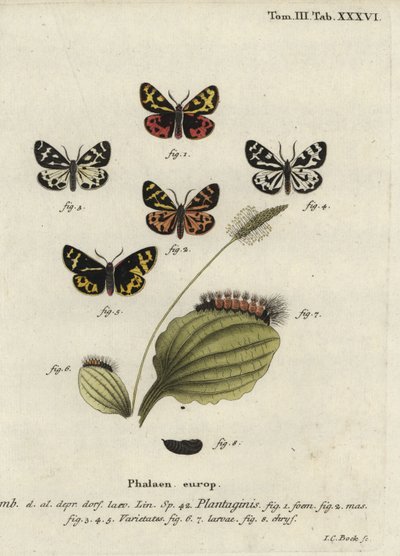 Hout tijgermot, Parasemia plantaginis door Johann Carl Bock