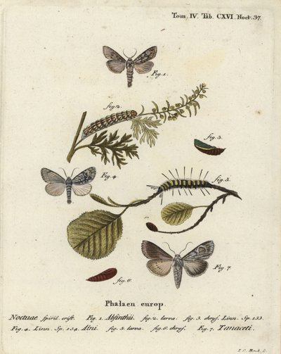 Alsemvlinder, Cucullia absinthii, elzenvlinder, Acronicta alni en Cucullia tanaceti. Handgekleurde kopergravure door Johann Carl Bock naar Eugenius Johann Christoph Esper
