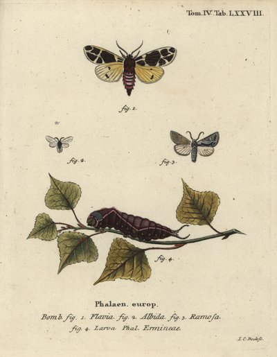Gele tijgermot, witte hermelijnlarve, enz. door Johann Carl Bock